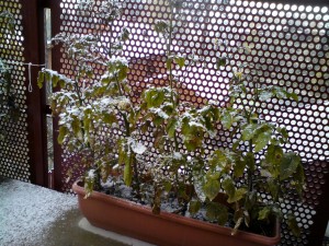 Tomatplanter med snø på