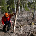 Felling av tre, motorsagkurs Aktivt Skogbruk Biri